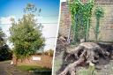 Pupils devastated as thieves hack down down 'landmark' tree at Essex school