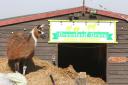 Safe Haven - Greenland Grove Animal Sanctuary in St Osyth