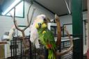 Plans - Featherfields parrot rescue has applied for planning permission to build a new sanctuary space