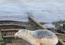 A seal was spotted on the slipway at Clacton Pier.