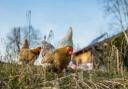 Chickens - the UK’s Deputy Chief Veterinary Officer has declared an Avian Influenza Prevention Zone across Suffolk, Norfolk and parts of Essex. Picture: File picture