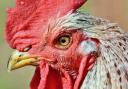 Bird flu has been found in chickens near Clacton. Picture: File picture