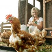 Heartbroken - Julie Menzies pictured previously with some of the rescued hens at her sanctuary in Kirby Cross