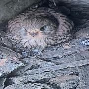 Fantastic - the kestrel in the Naze Tower's nesting box