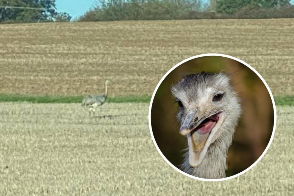 Rhea spotted on the run in north Essex 