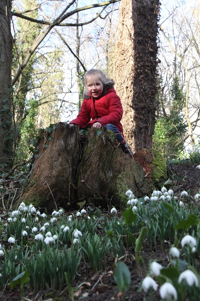 09-02-14 Snowdrop Sunday at Castle Hedingham. Evelyn Overall 5 gets a high view of the snowdrops.
