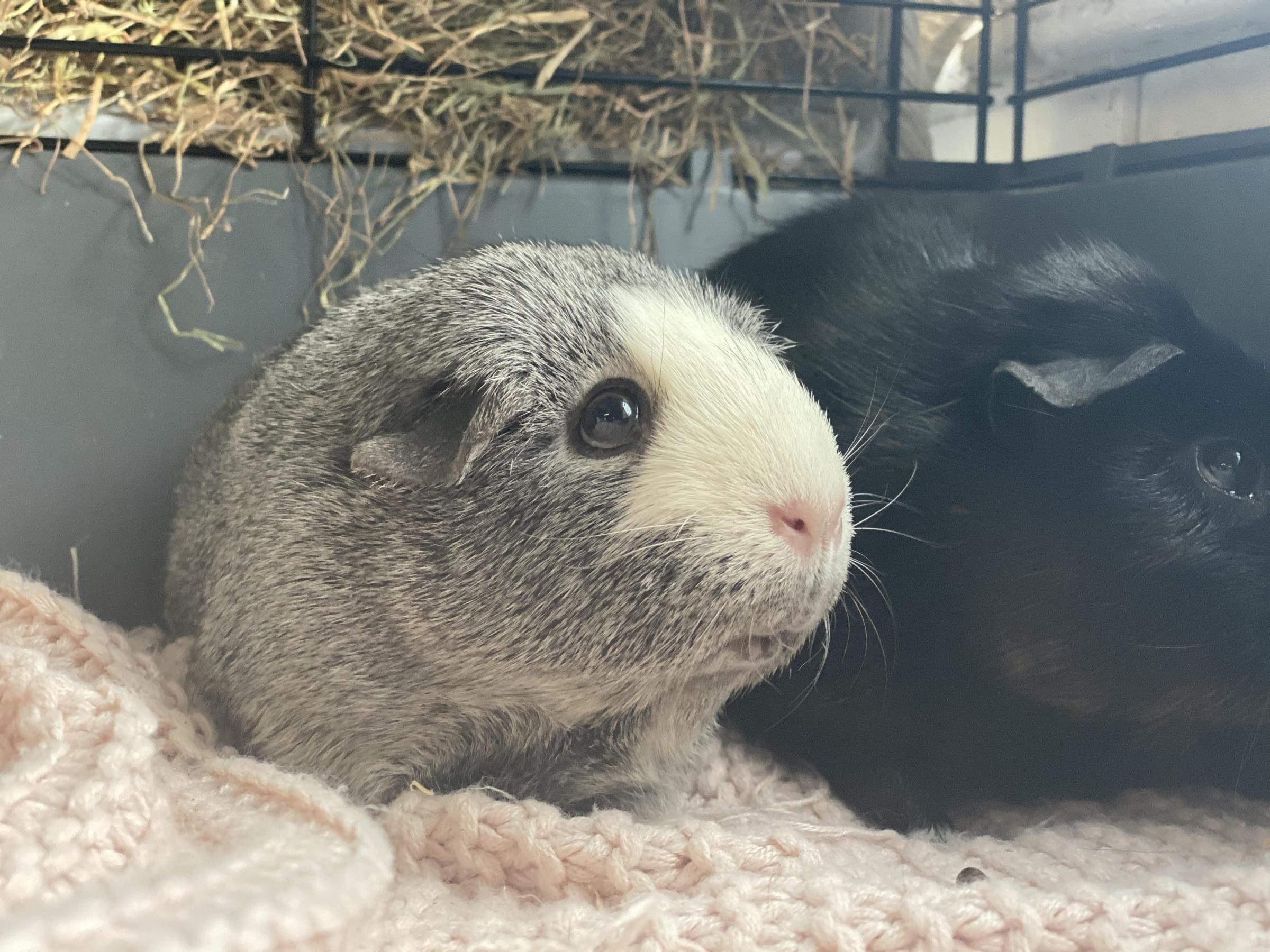 RSPCA looking to rehome blind guinea pig and sister who guides her