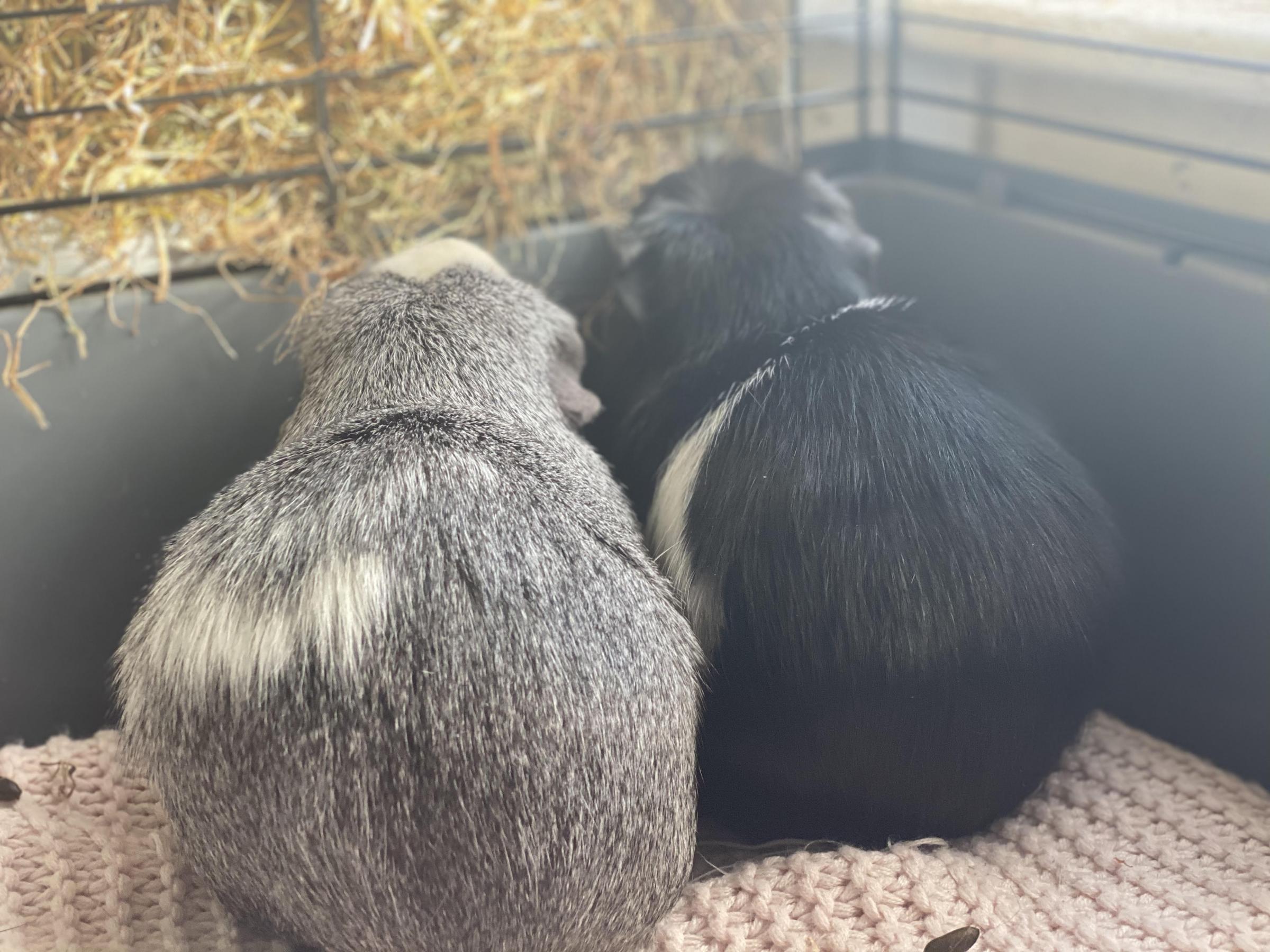 RSPCA looking to rehome blind guinea pig and sister who guides her