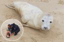 Seal - Police have been called to Frinton Beach after receiving reports of a baby seal being washed up on the beach