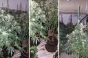 More than 100 cannabis plants found in Clacton