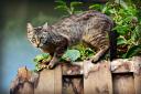 Poised - A cat on a fence