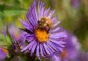 Beauty - a bee on a flower