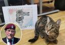 Bill Gladden, 98, painted care home cat Dave to raise funds for the Taxi Charity.