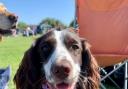 Winner - Willow the spaniel won the waggiest tail of the day