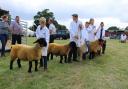 Sheepish - Contestants at a previous Tendring show