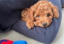 Pooch - Ralph the Cockapoo is happy his owner has checked if the doggy day care he goes to is licensed. Picture: TDC