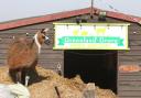 UNDER THREAT: The Greenland Grove Animal Sanctuary is in need of financial support