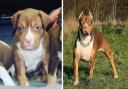 Couple disqualified from keeping dogs after illegally cropping pets’ ears