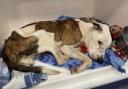 Abandoned - the Staffordshire bull terrier was found in an awful condition