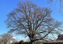Beautiful - Oak tree in Tendring could be cut down
