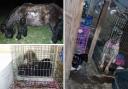 Seized - these animals have been rehomed by the RSPCA after being seized in Feering