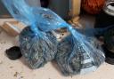 Seized - Cannabis was taken from the Jaywick property