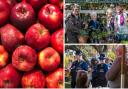 Fruit - Event-goers enjoy a very successful Apple Day