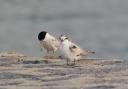 Success story - litter terns