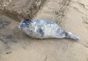 Saved - The seal pup on Frinton beach
