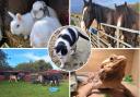 Familiar Friends - Animals at the sanctuary