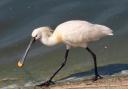 Wading Beauty - Rosemary Prestney photographed this spoonbill at Abberton Reservoir