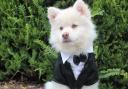 Fancy - Dogs are set to don their best clothes to celebrate the Queen's Platinum Jubilee