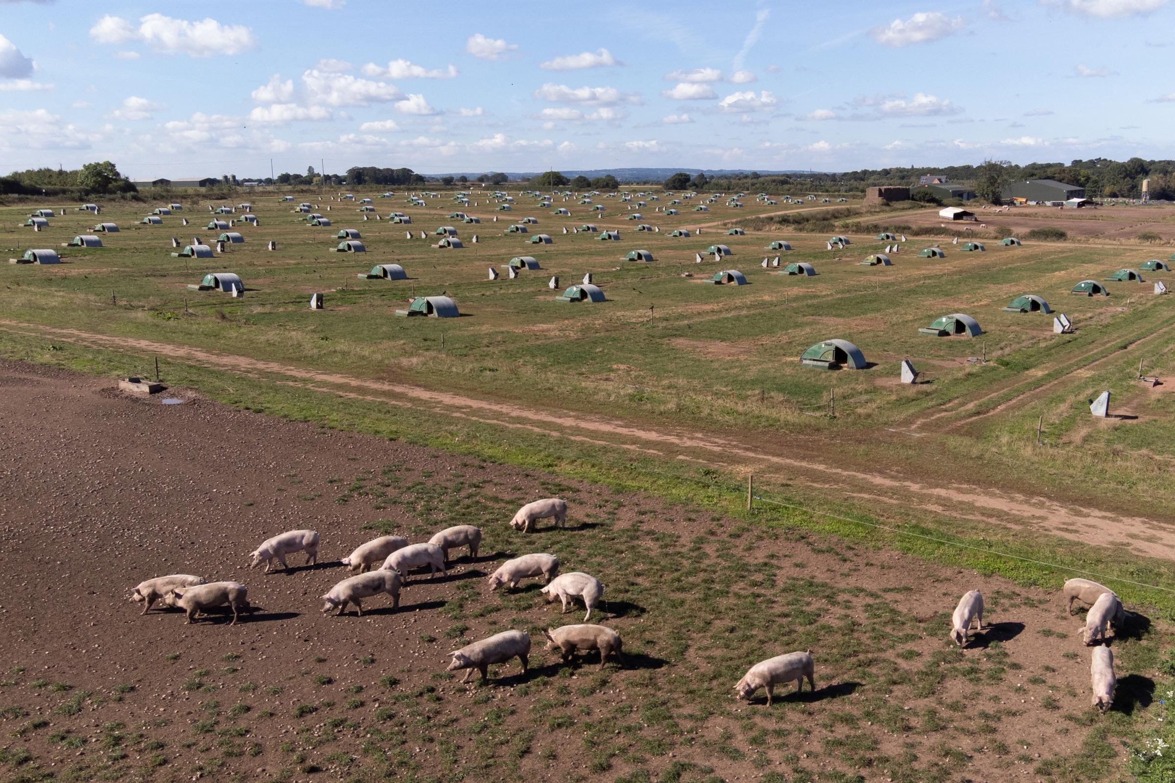 Thousands of healthy pigs culled because of lack of butchers, say farmers - Vimarsana News