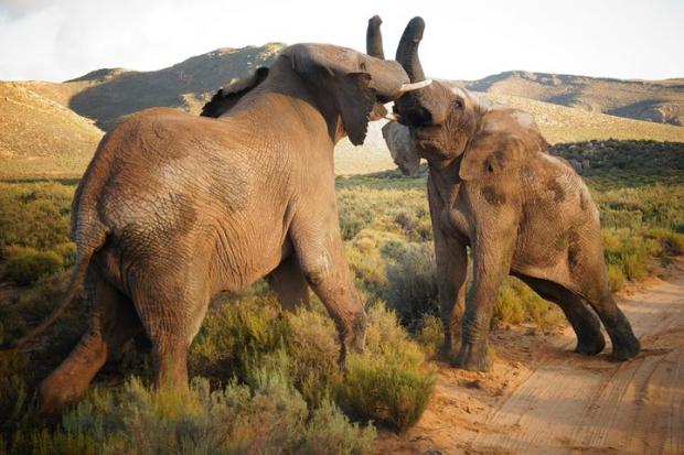 Clacton and Frinton Gazette: Elephants at the Big Five Safari experience. Credit: TripAdvisor