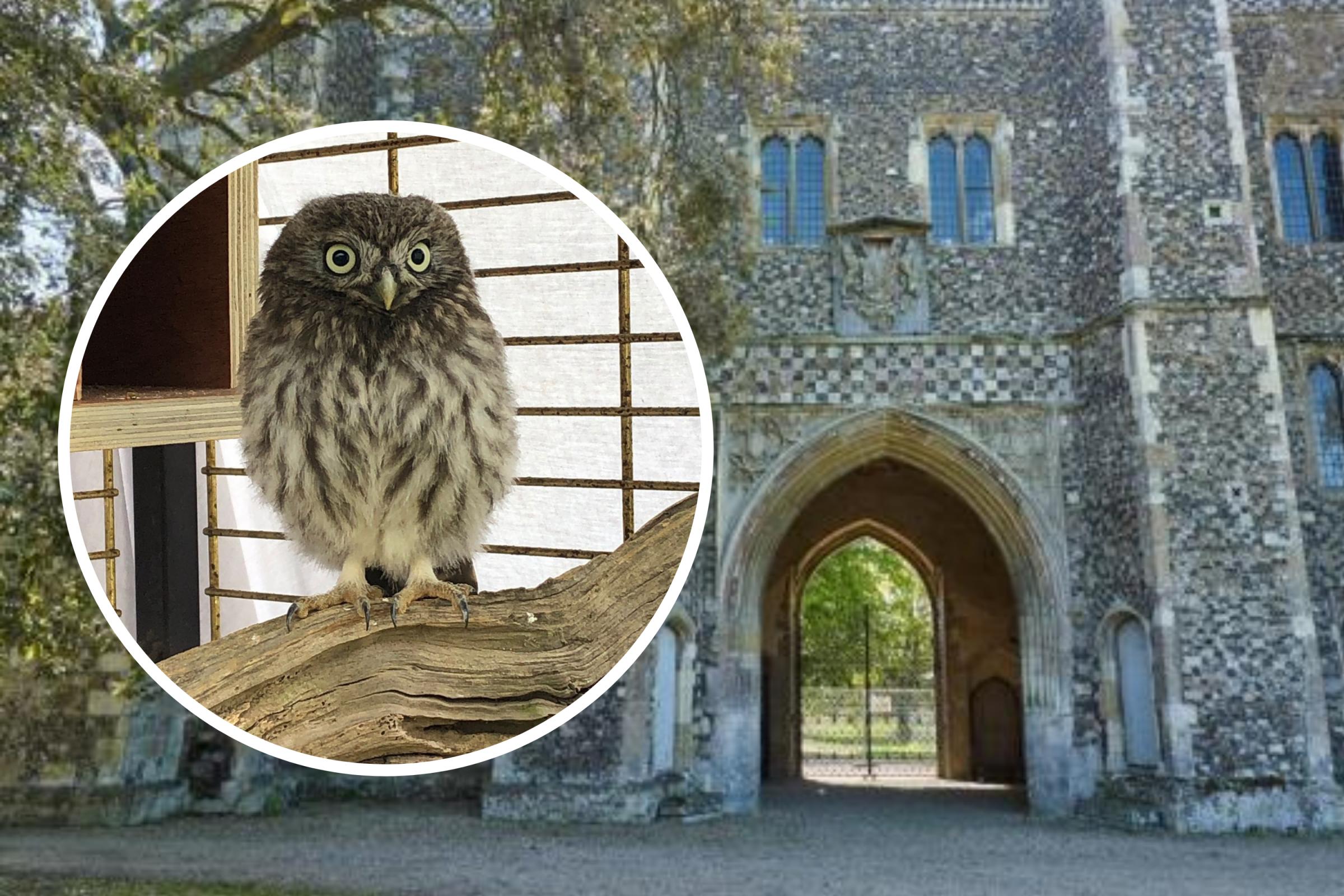 St Osyth Priory to host owl-inspired Easter egg hunt | Clacton and Frinton Gazette - Vimarsana News