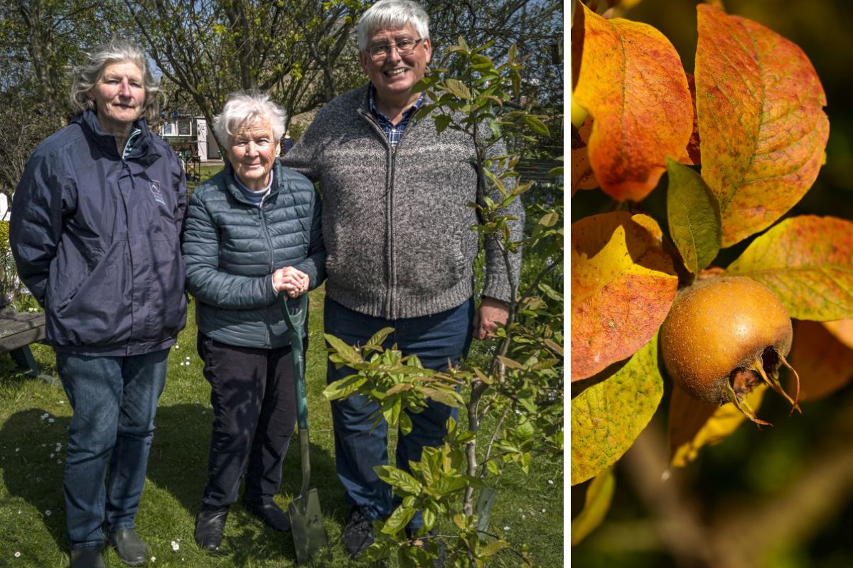 Frinton marks jubilee by planting "forgotten" tree - with fruit that's only edible once rotted - Vimarsana News