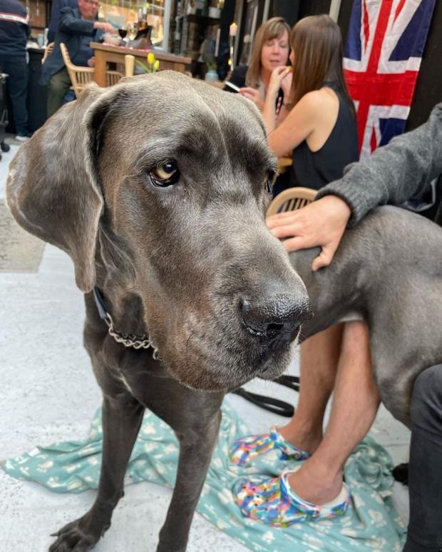 Clacton and Frinton Gazette: Adorable - River the Great Dane was in attendance