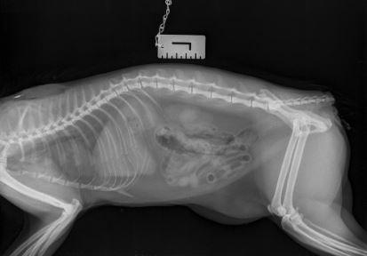 Clacton and Frinton Gazette: An x-ray showing the 'clean cut' on the cat's tail