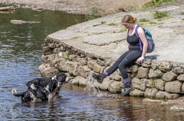 Clacton and Frinton Gazette: Gulping down too much water can be dangerous - keep an eye on dogs if playing water and move on when they’ve had their fill. Picture: PA