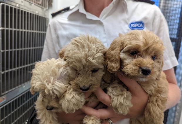 Clacton and Frinton Gazette: RSPCA staff member with some of the pups. Photo: RSPCA