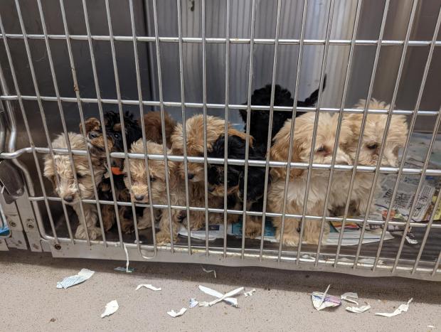 Clacton and Frinton Gazette: Some of the puppies which were abandoned. Photo: RSPCA