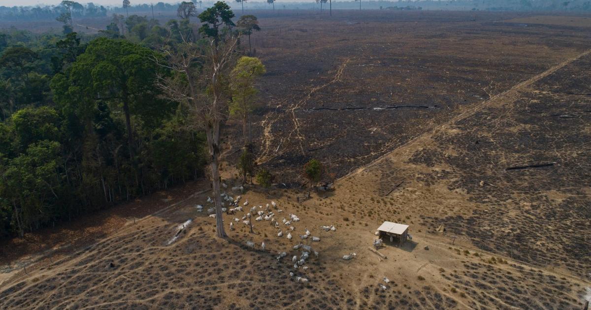 Amazon loses a tenth of its vegetation in four decades – report - Vimarsana News