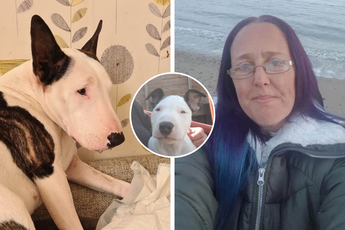 Jaywick dog owner's devastation after Parvovirus kills pooch | Clacton and Frinton Gazette - Vimarsana News