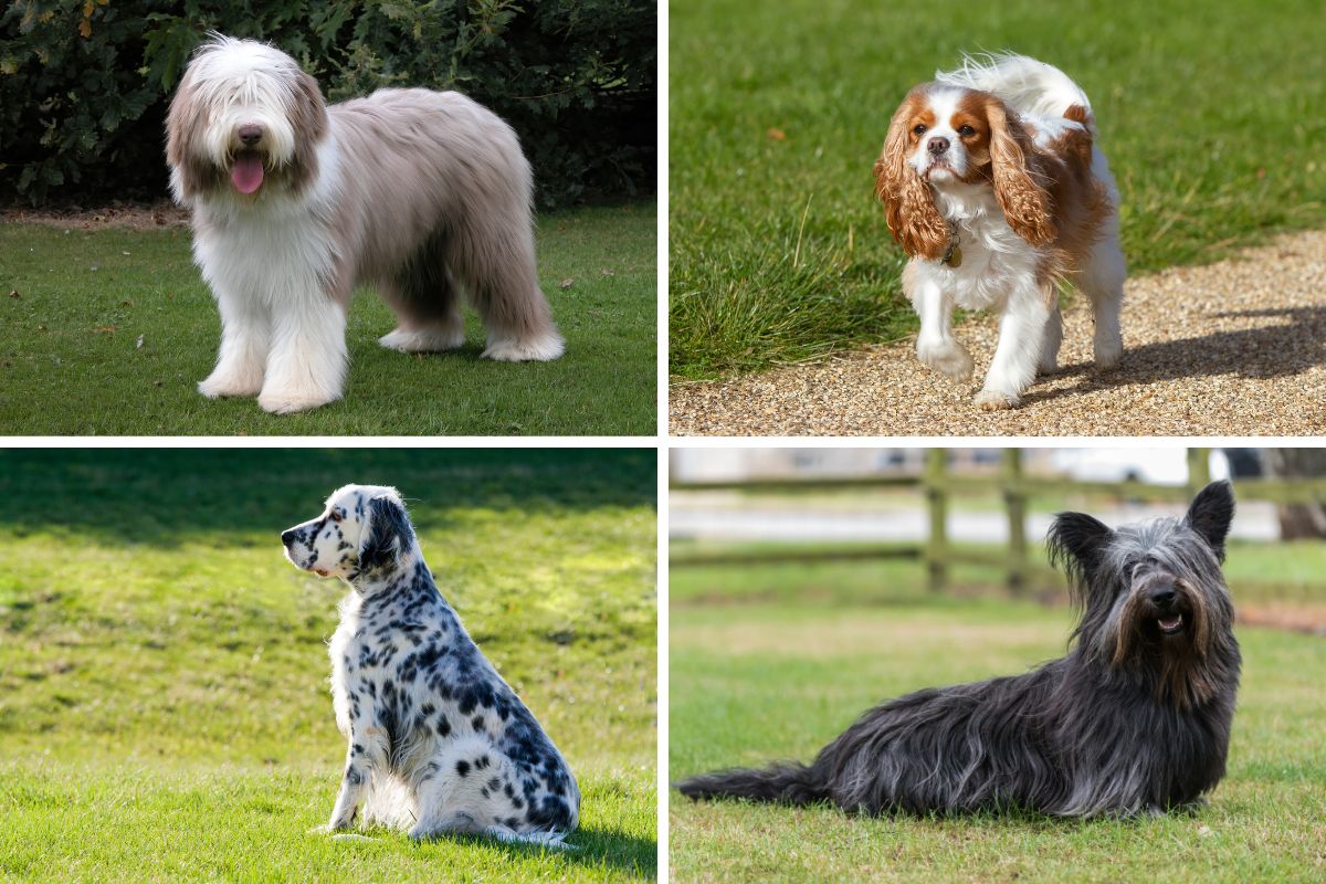 See the 32 UK native dog breeds at risk of being extinct | Clacton and Frinton Gazette - Vimarsana News