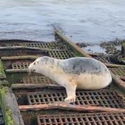 A seal was spotted on the slipway at Clacton Pier.