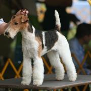 Dog lovers can display their precious pooches at the show in Little Clacton