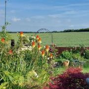 Open gardens - one of the gardens that will be open to the public in Walton