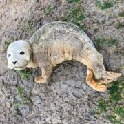 Injured and underweight seal pup with no mother in sight found abandoned on beach