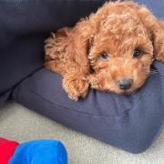 Pooch - Ralph the Cockapoo is happy his owner has checked if the doggy day care he goes to is licensed. Picture: TDC