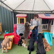 Carer - Emma Carpenter looking after dogs.
